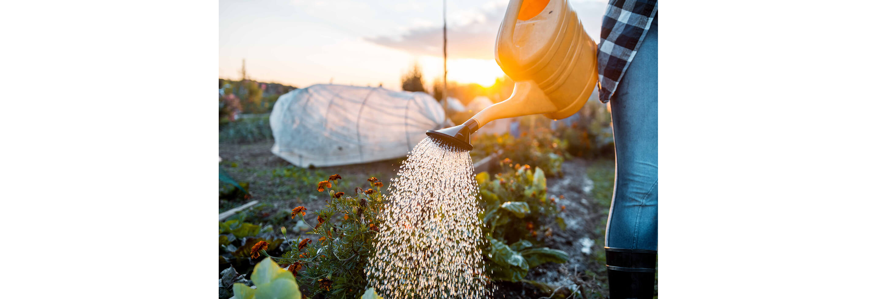 A watering can gently pouring water over small orange flowers.
