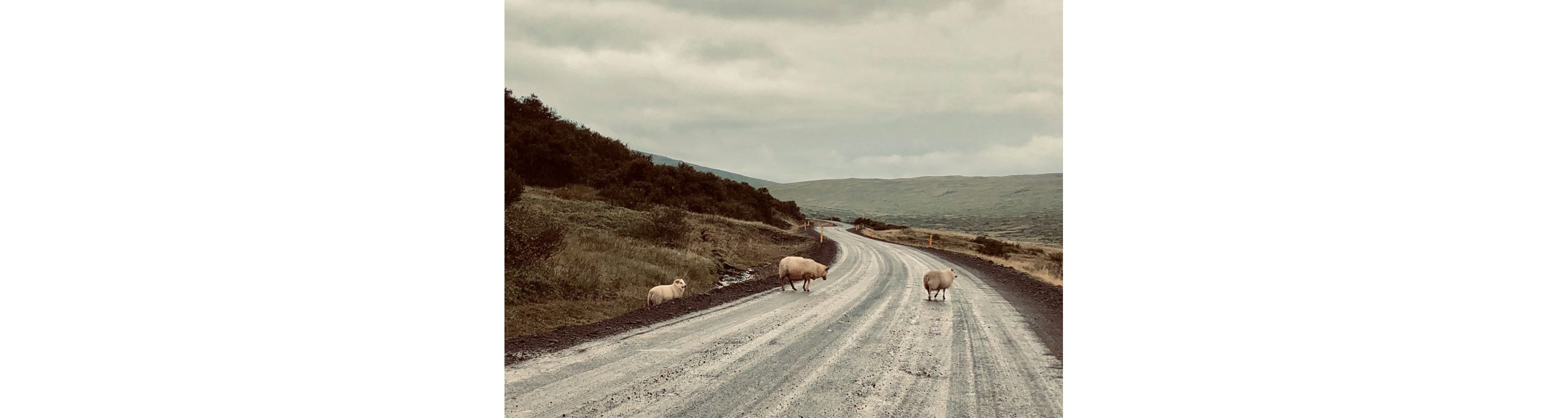Sheep cautiously crossing a small road.