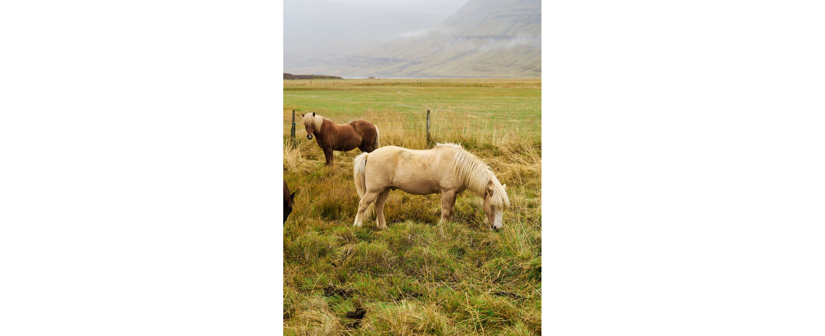 Horses grazing in the grass.