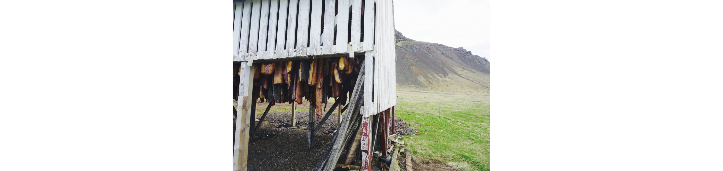 Fillets of fish hanging out to dry.