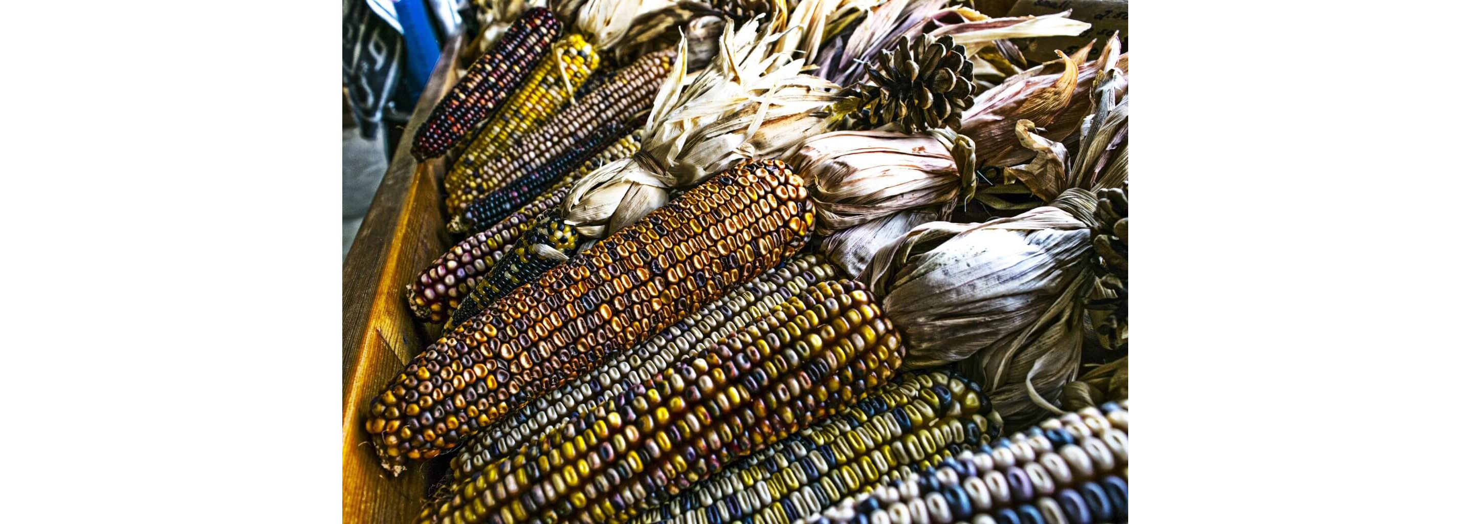 Freshly husked blue corn in a basket.