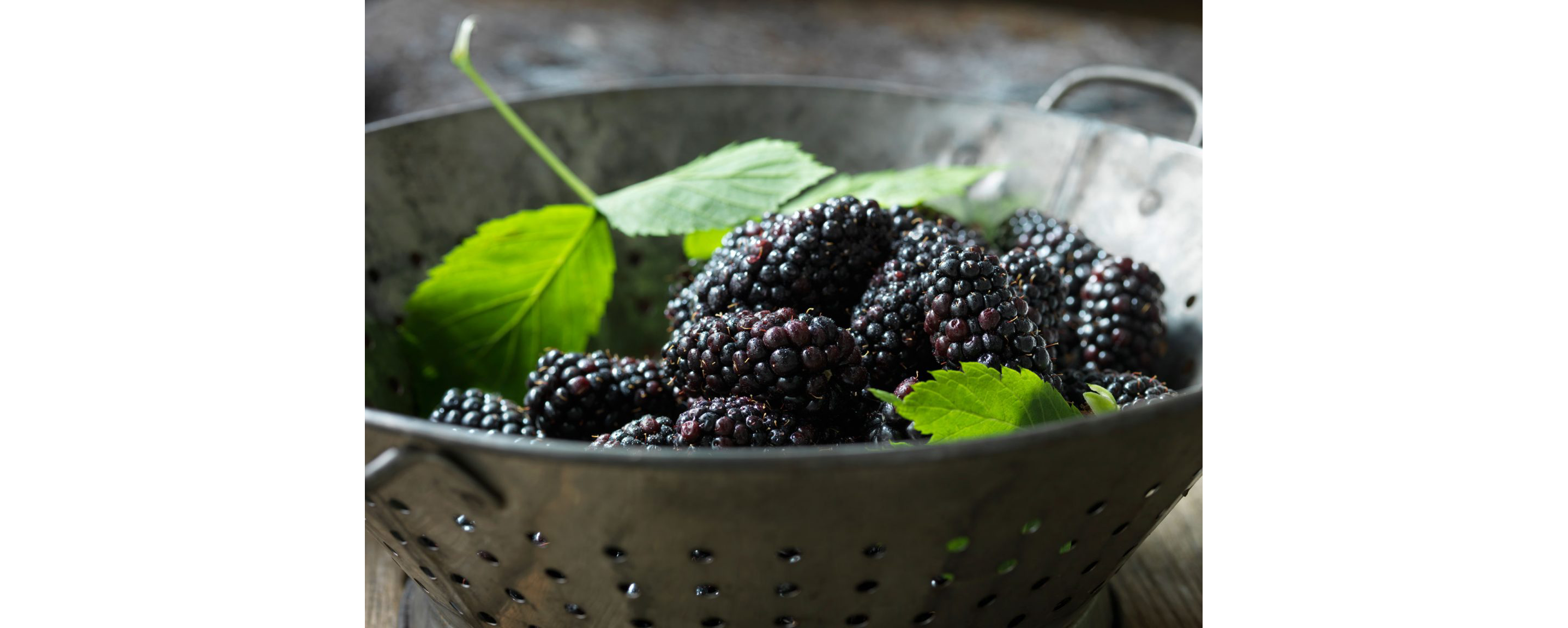 A silver colander filled with mint leaves and blackberries.