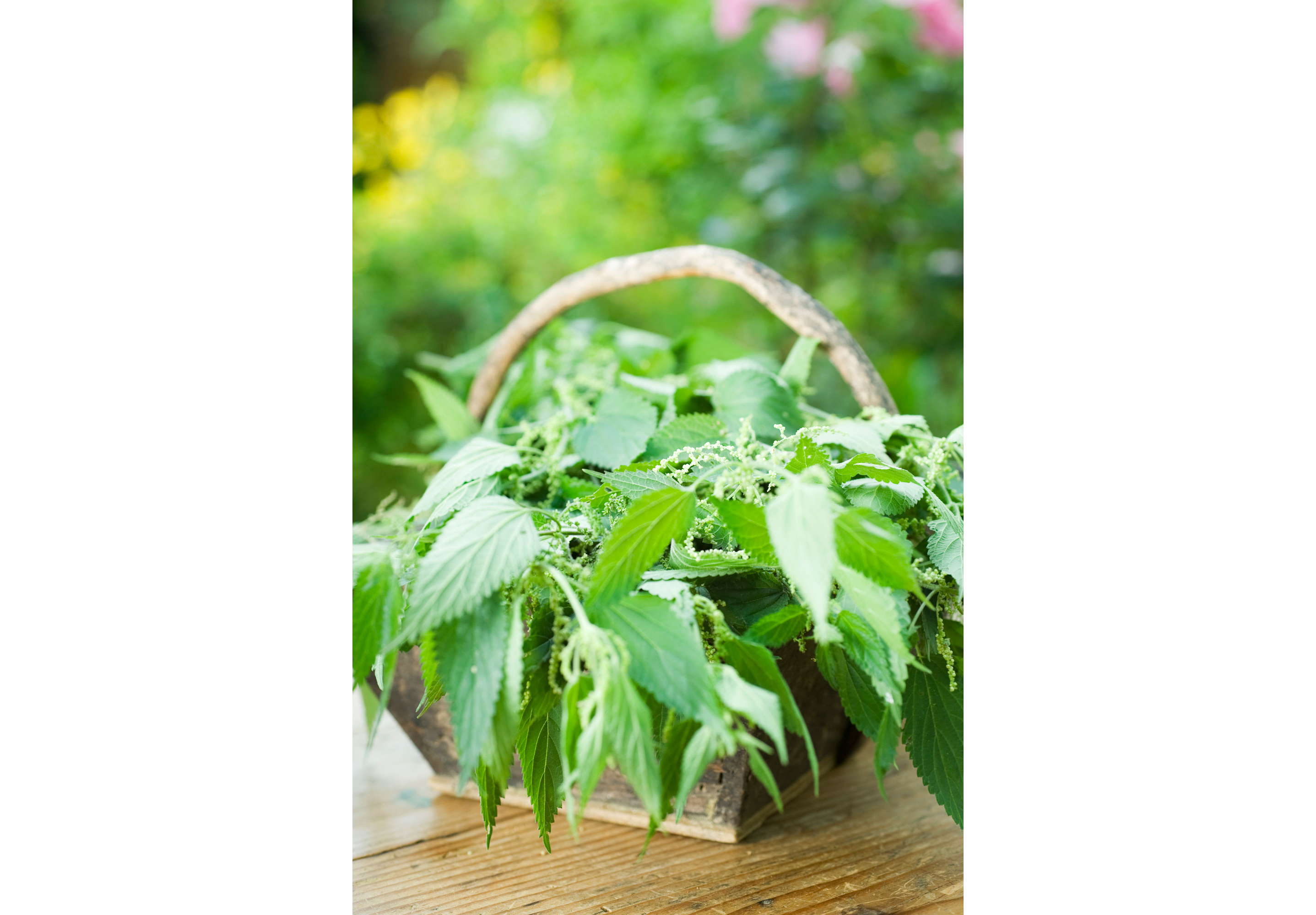 A basket of freshly picked stalks of stinging nettles.