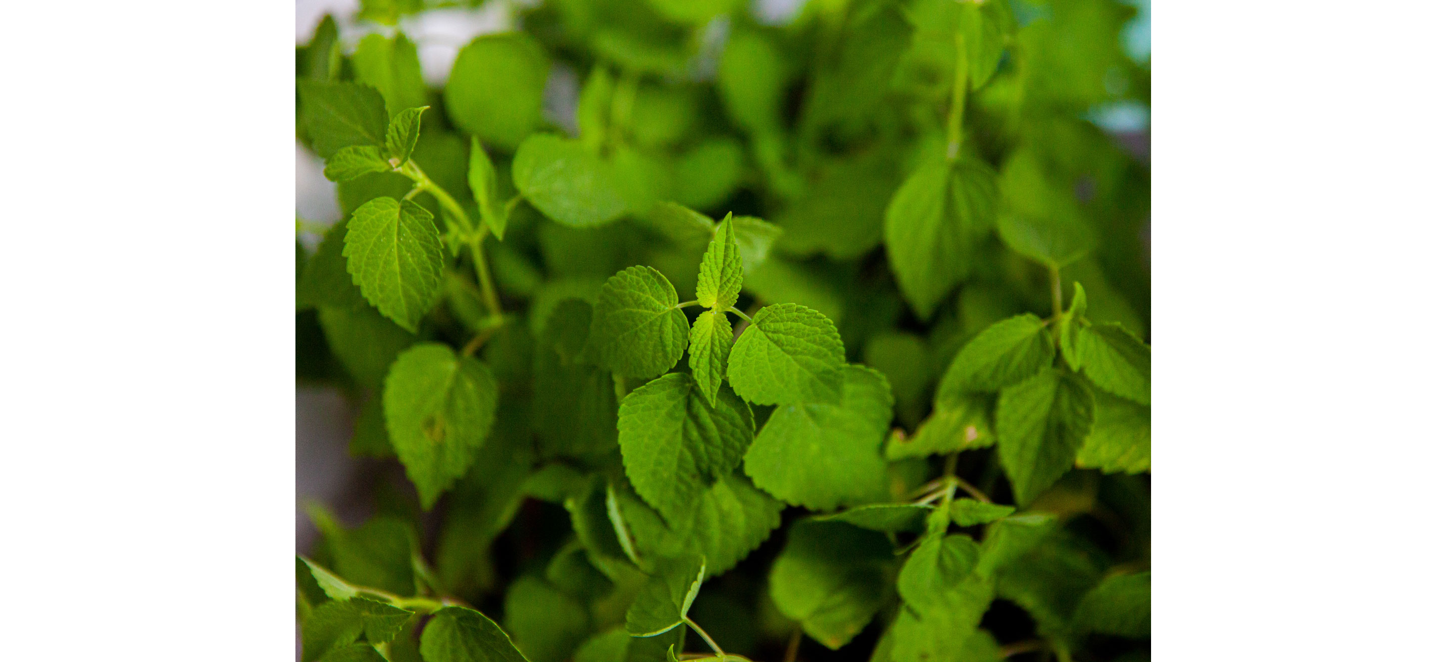 Green, lively tea leaves growing in abundance.