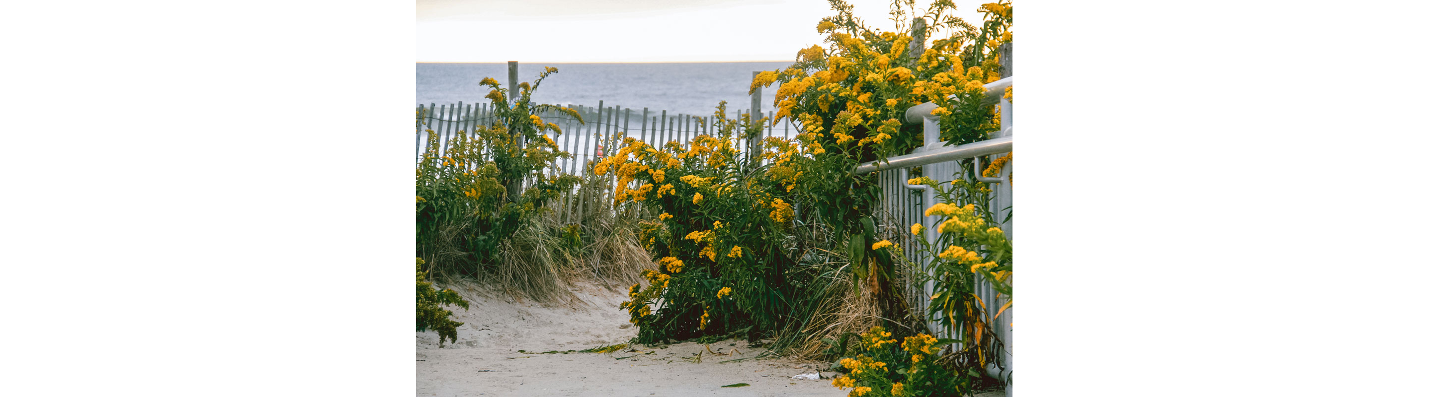 Yellow flowers growing along a beach fence.