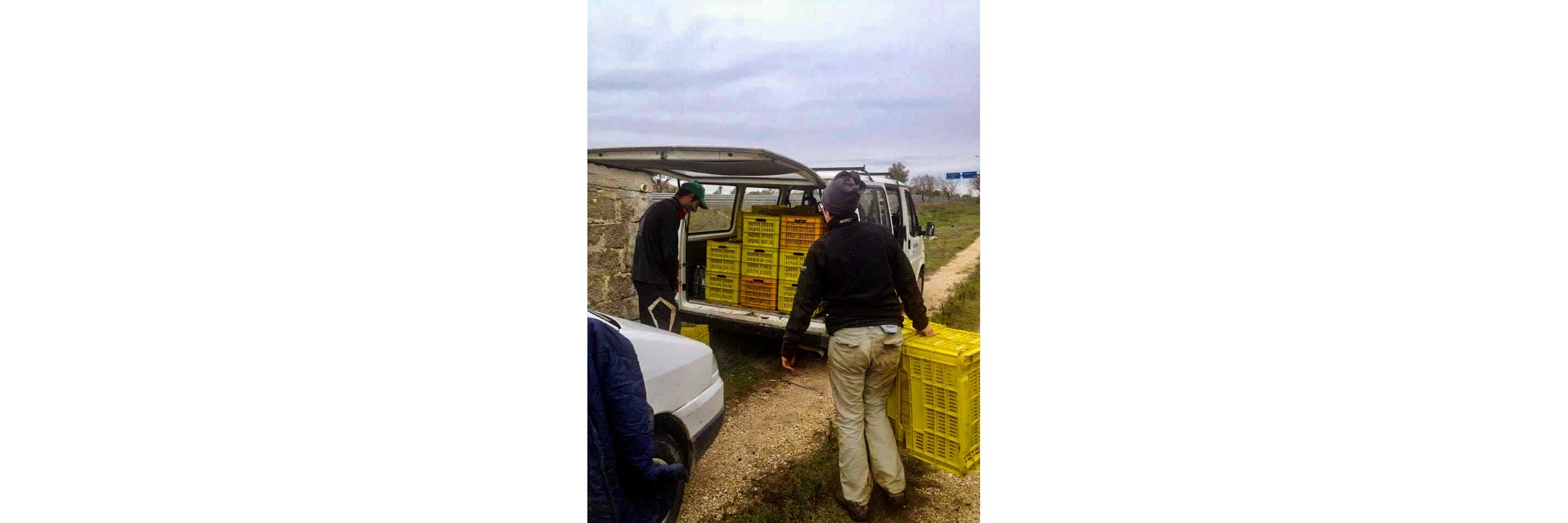 Olives loaded up in cartons.