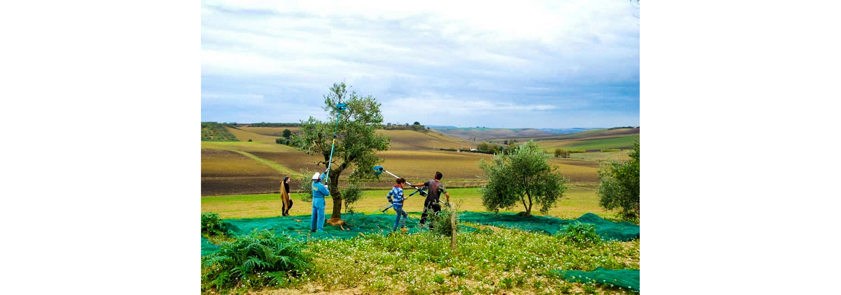 People harvesting olives off a tree.