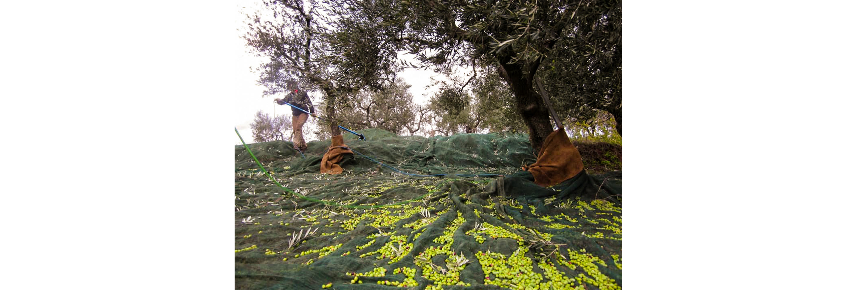 Large nets filled with olives.