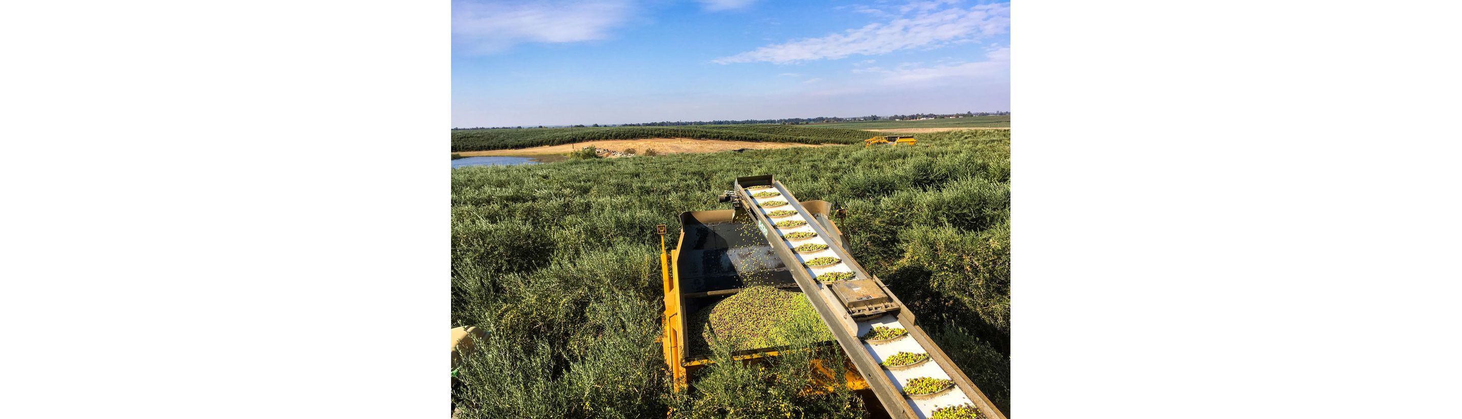 An olive field.