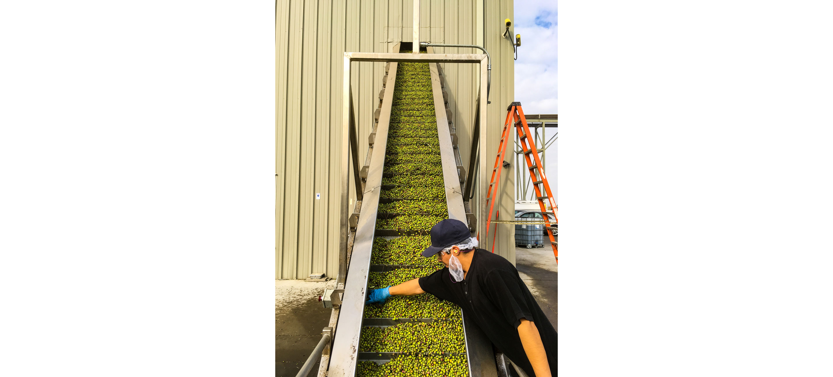 Olives being sorted through.