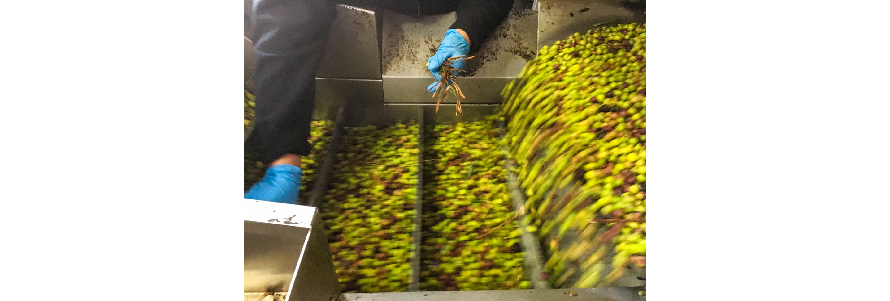The olive sorting process.