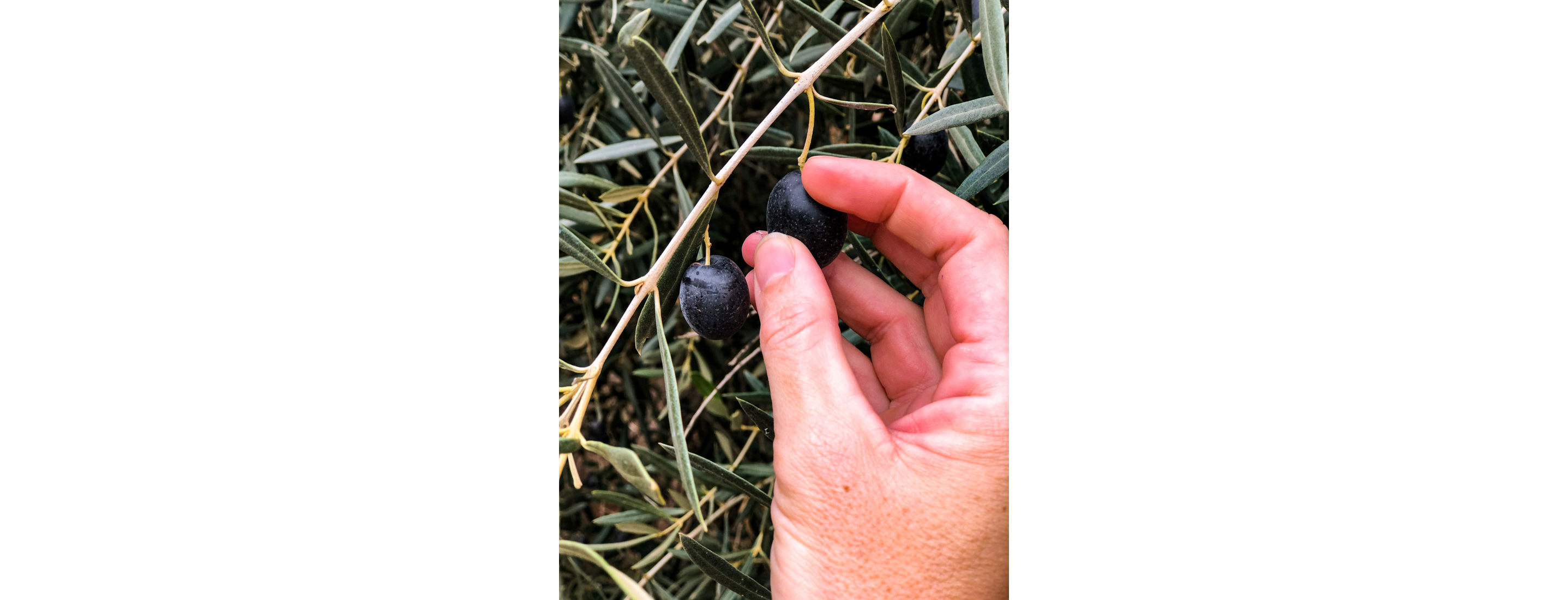 A hand picking olives.