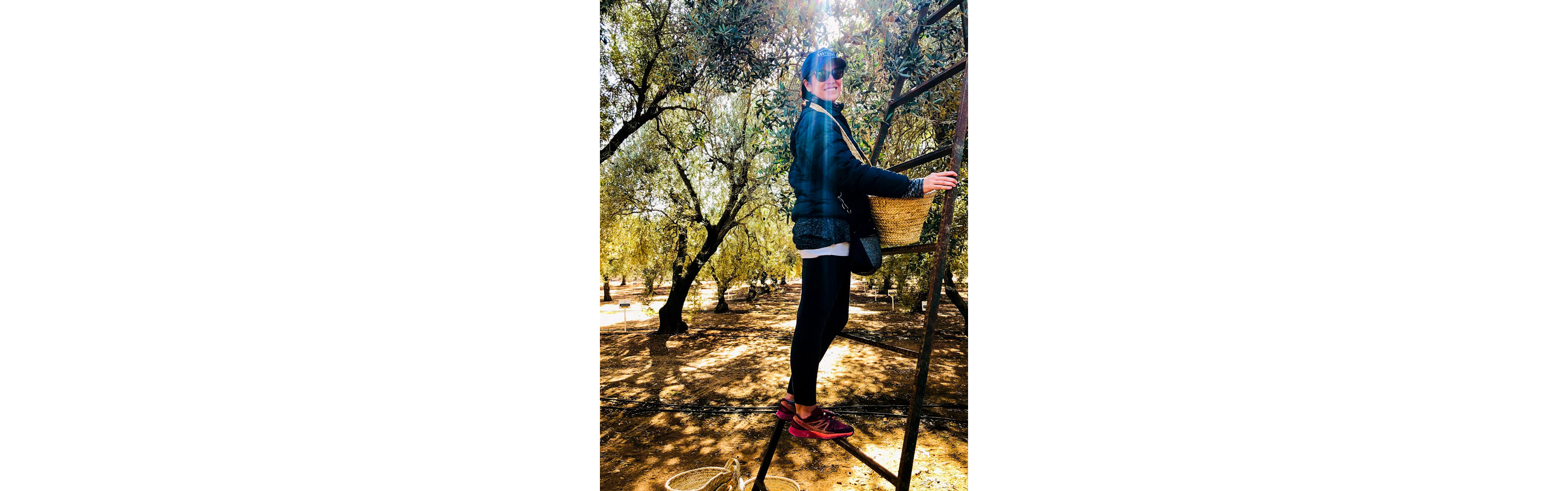 A person collecting olives.