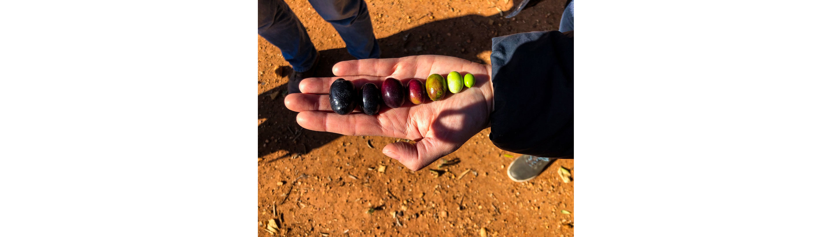 A handful of different colored olives.
