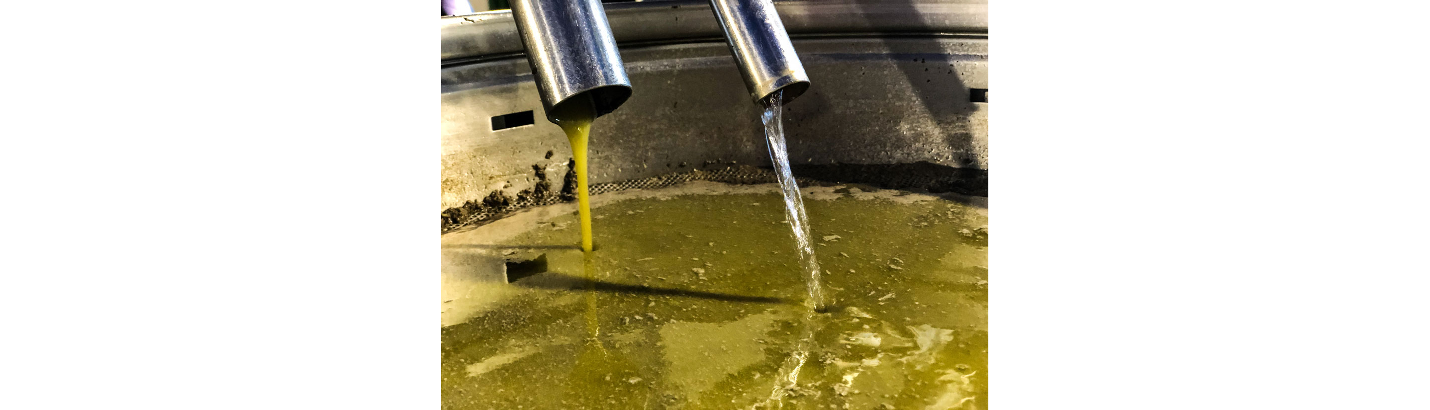 Olive oil being made.