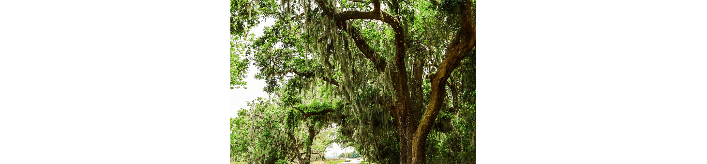 An Oak Tree cloaked in Spanish Moss.