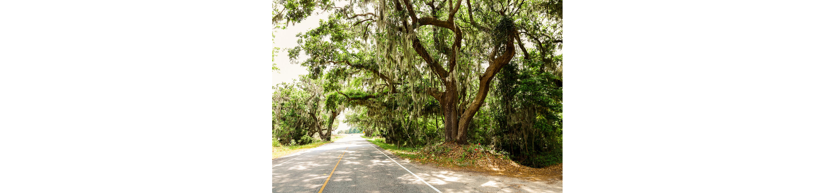 An empty road with oak tress surrounding.