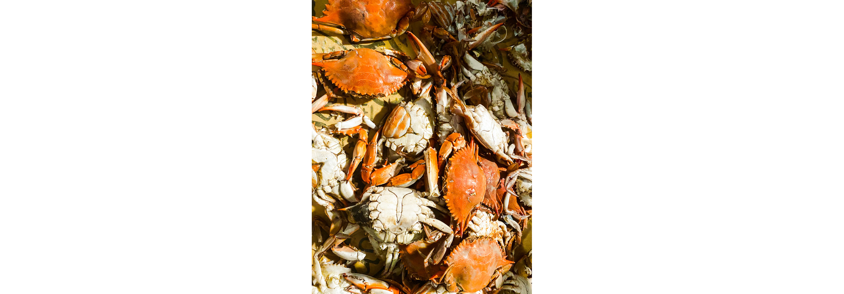 A large batch of boiled crabs.