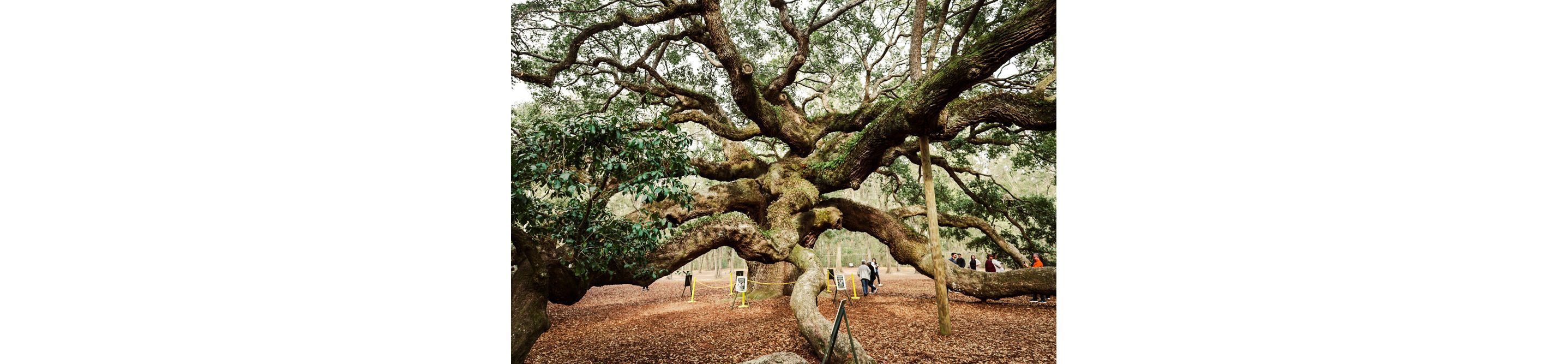 Visitors walking around the Angel Oak Tree on Johns Island.