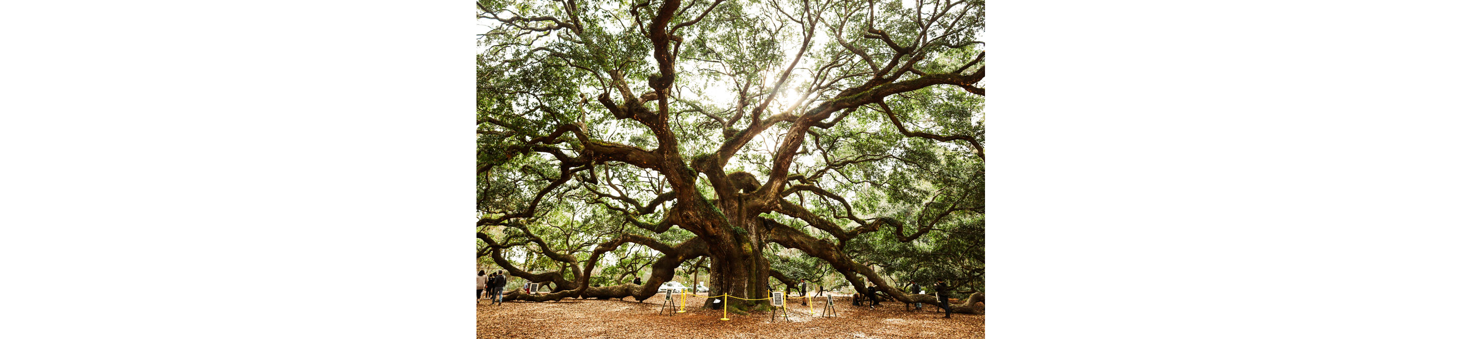 Zoomed out view of the Angel Oak Tree branches that touch the ground.
