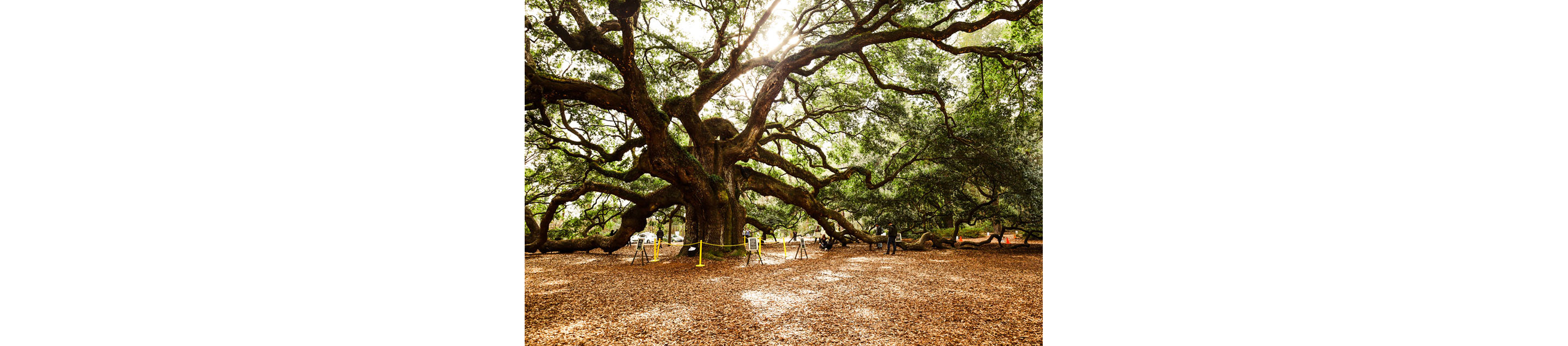The Angel Oak Tree roped off by yellow chains and signs for visitors to read the history and admire.