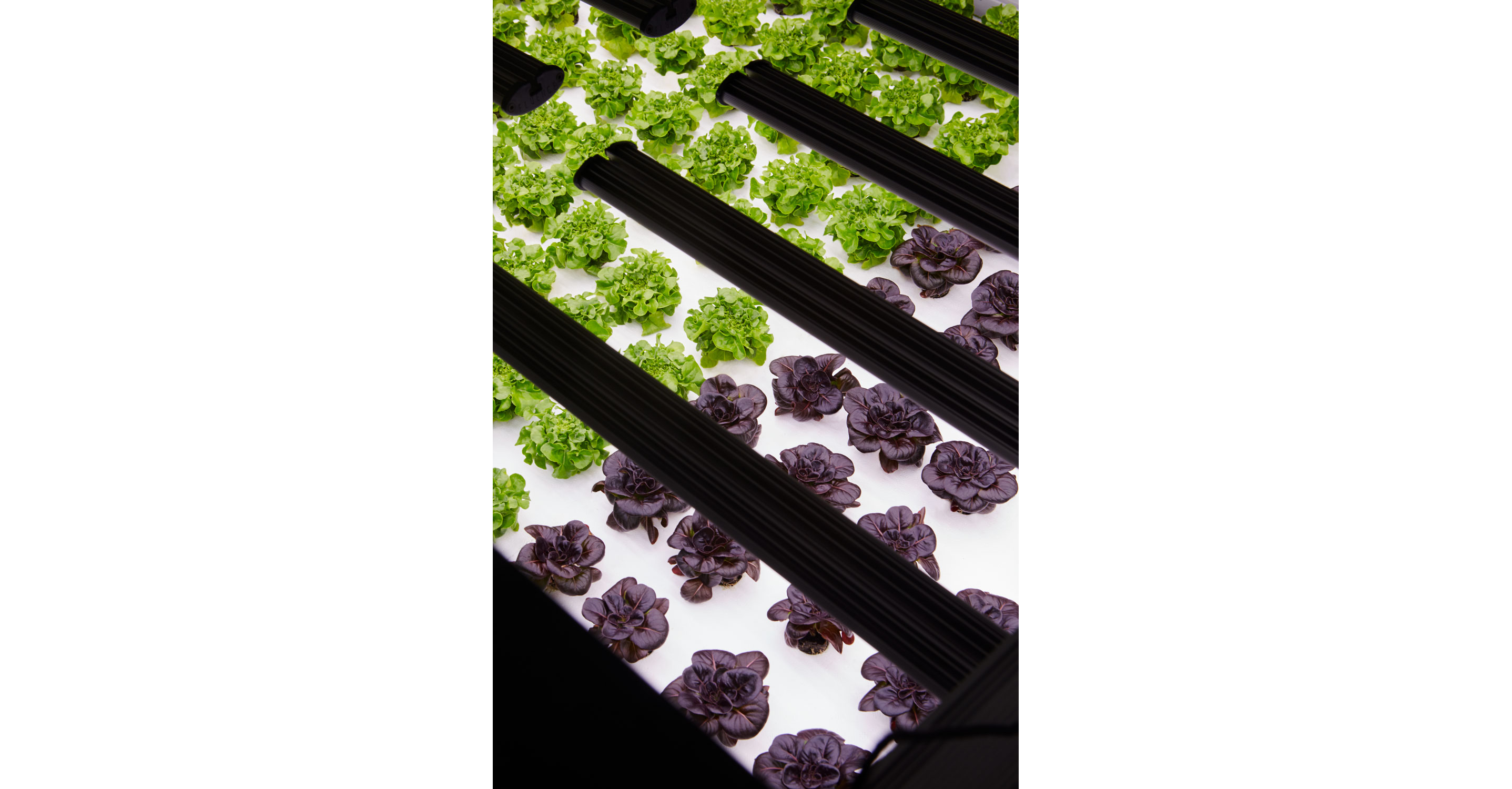 Nursery plants thriving in their indoor farming environment.