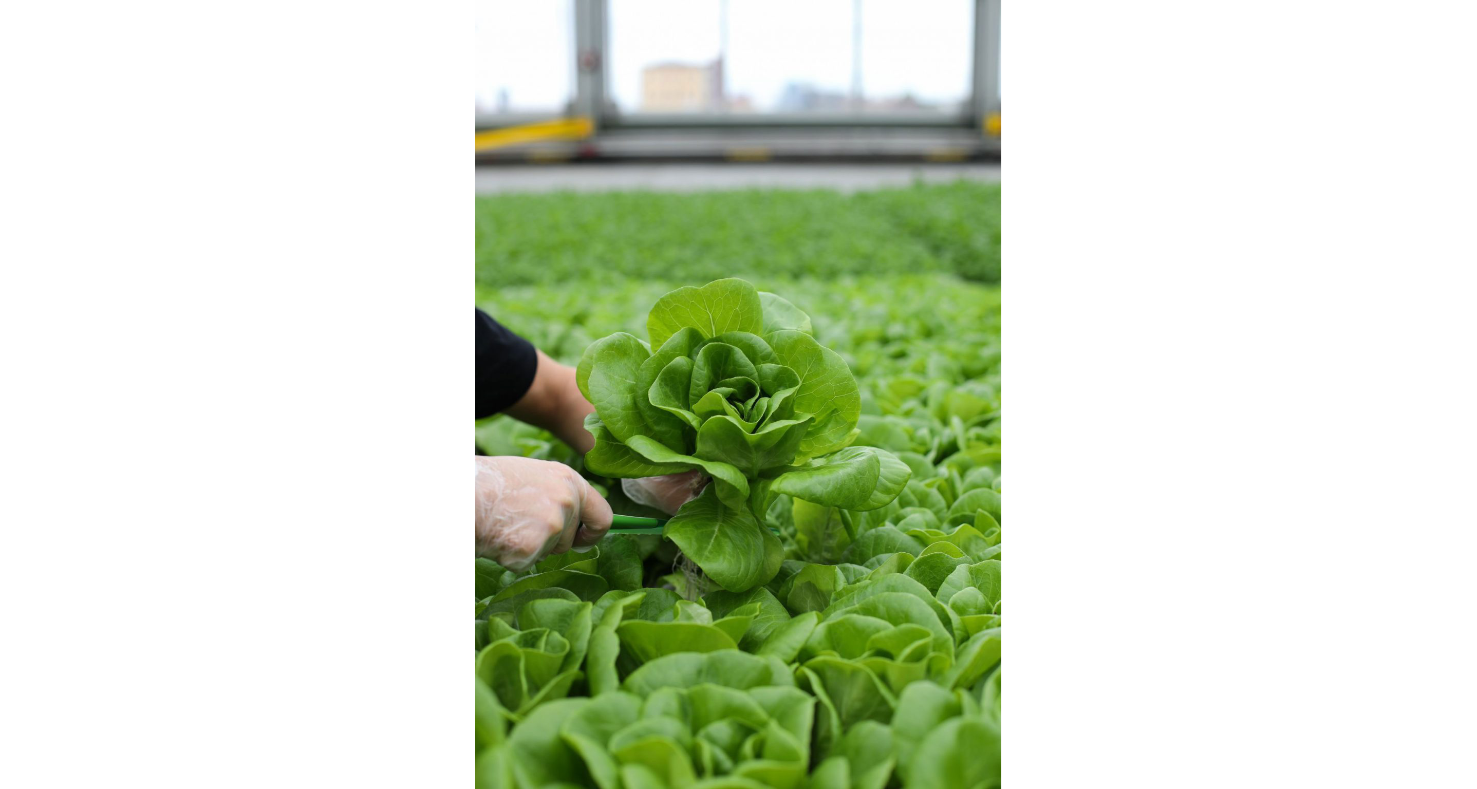 A person picking a plant from the greenhouse.