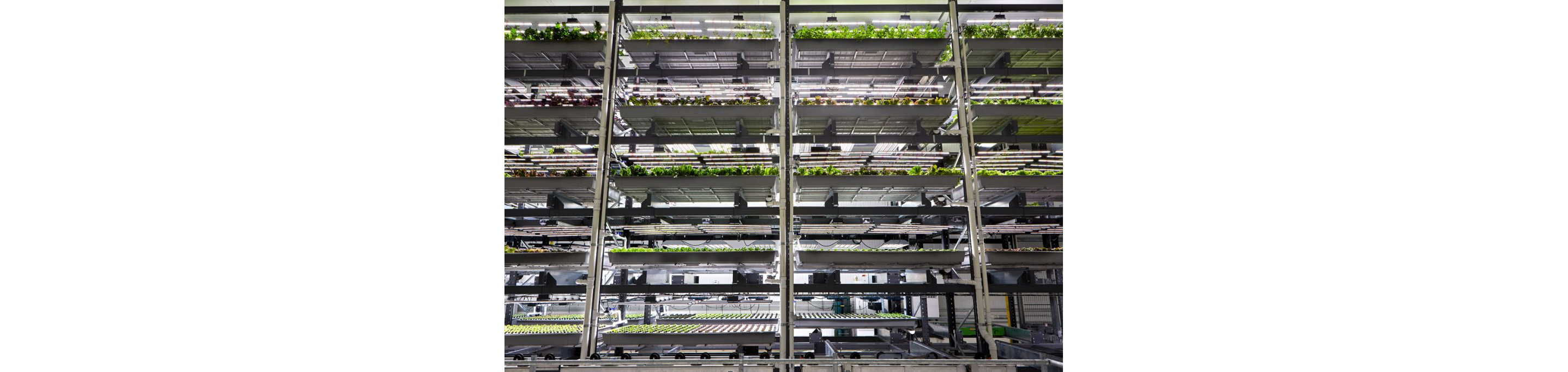 Nursery plants growing in separted shelving units.
