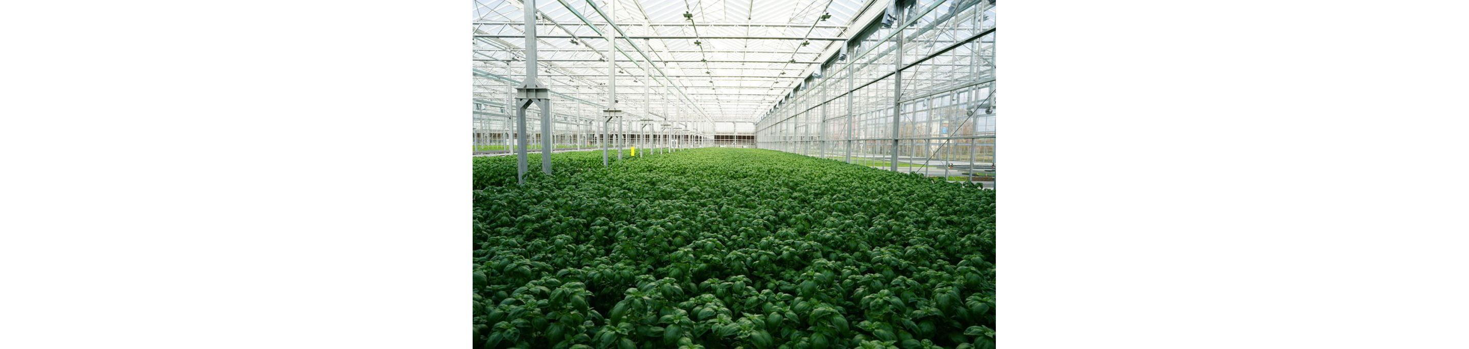 The lucious plants growing inside the greenhouse.