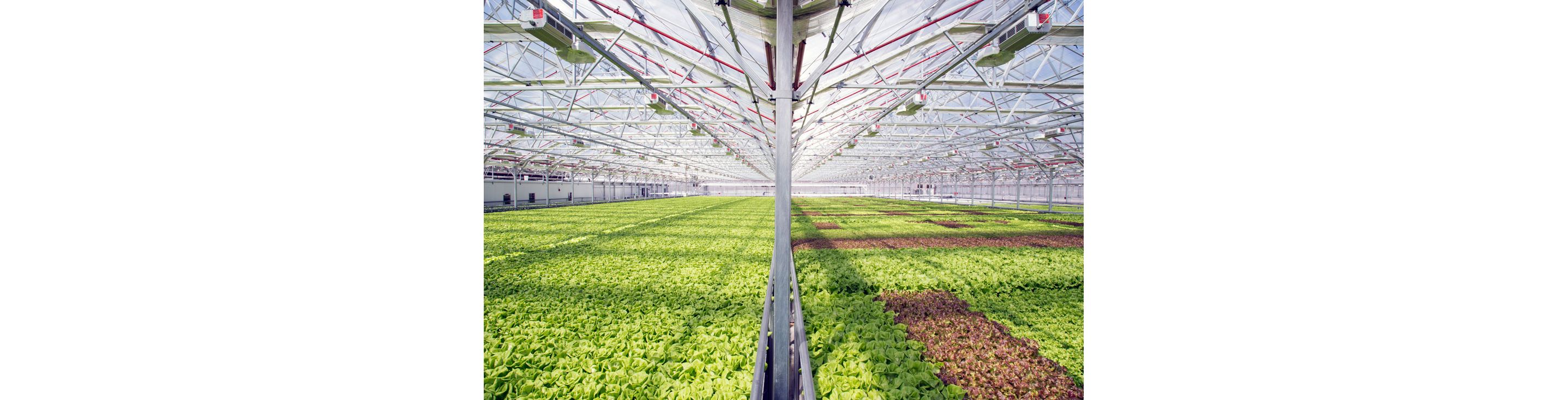 The 20,000 square foot greenhouse atop the roof of Whole Foods.