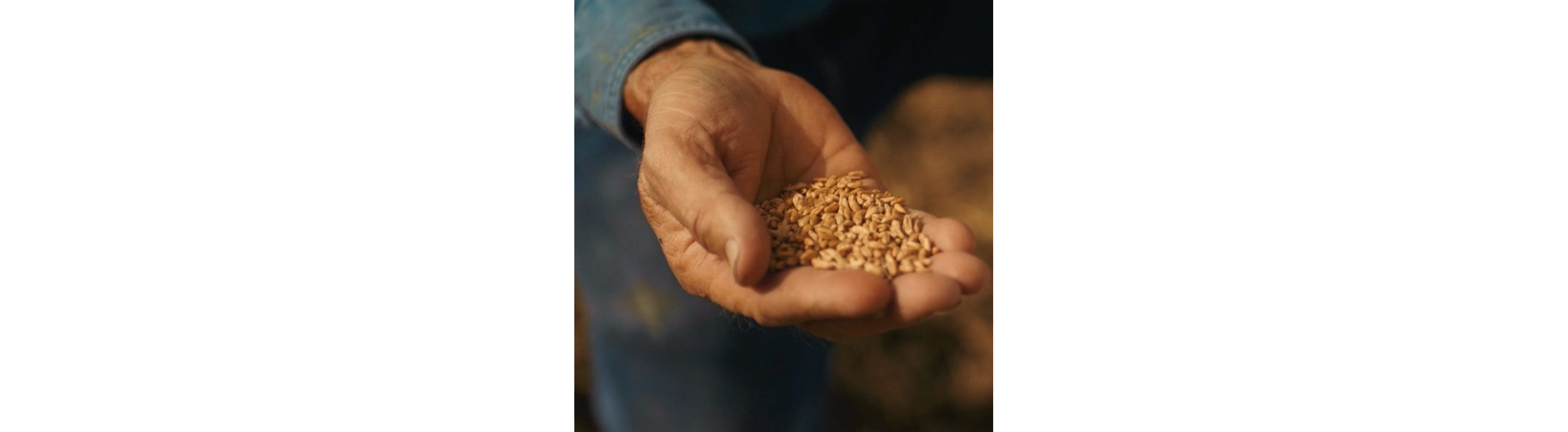 A handful of wheat grain.