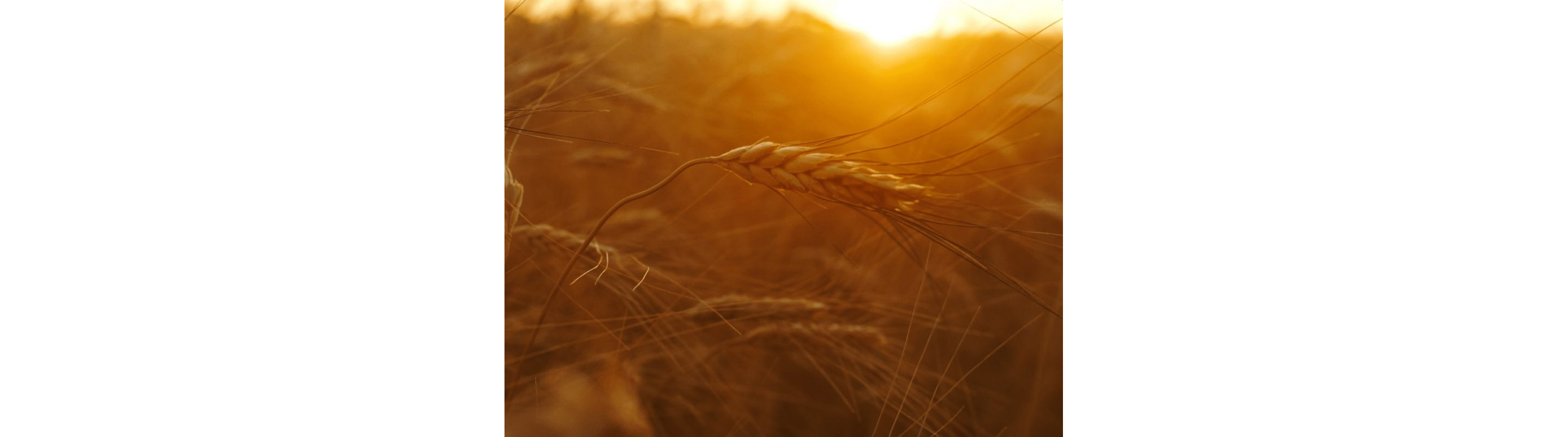 Wheat growing in the field.