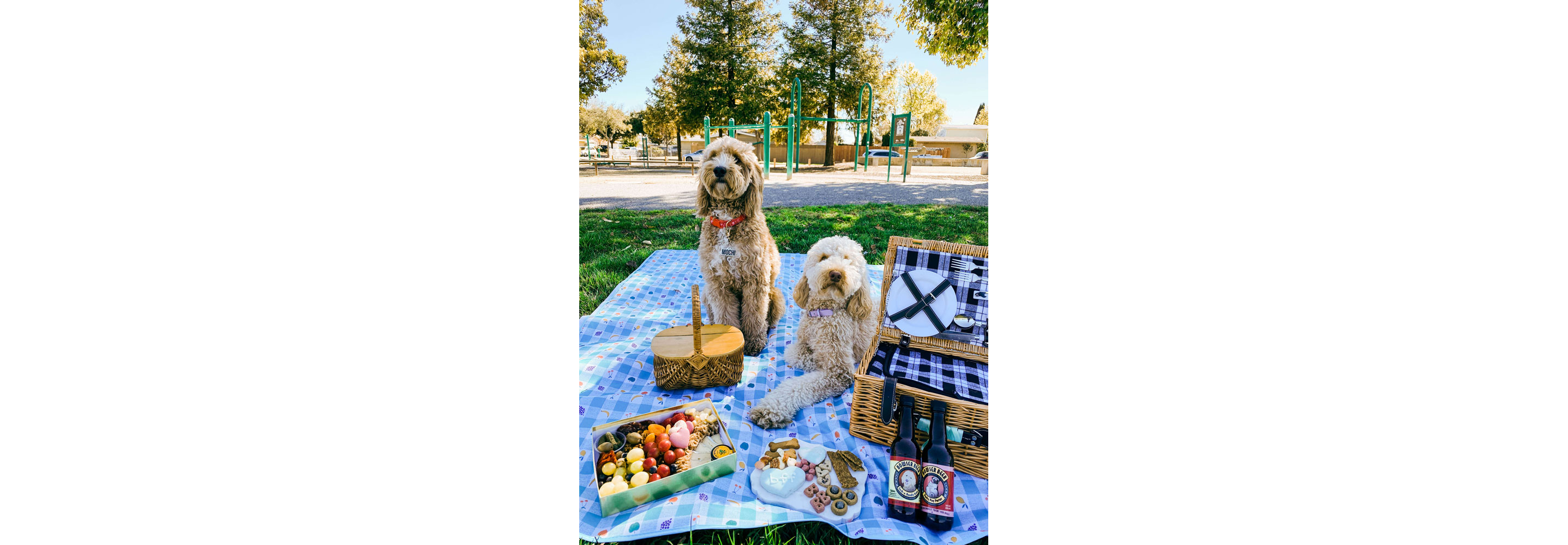 Two dogs resting on a picnic blanket.