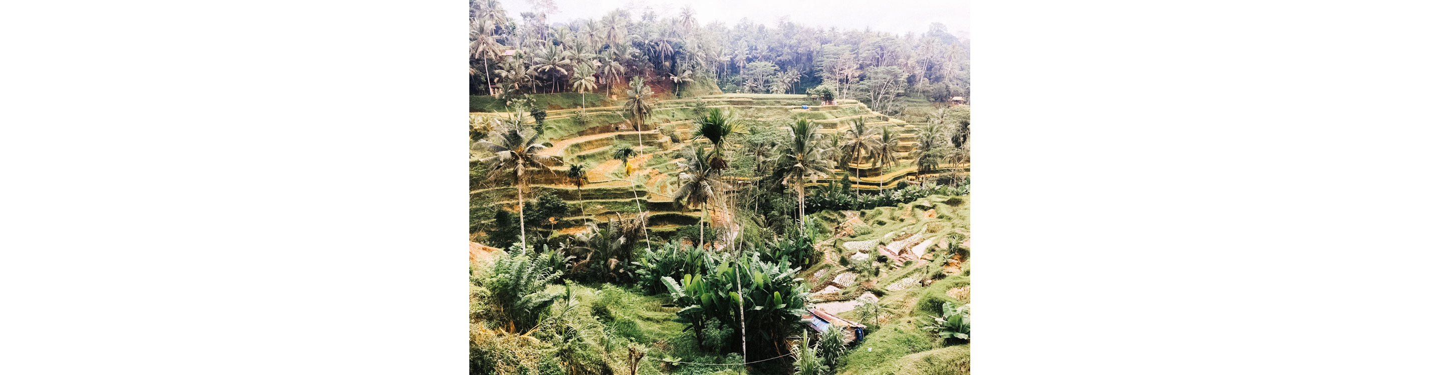 The vibrant, green lands of Indonesia.