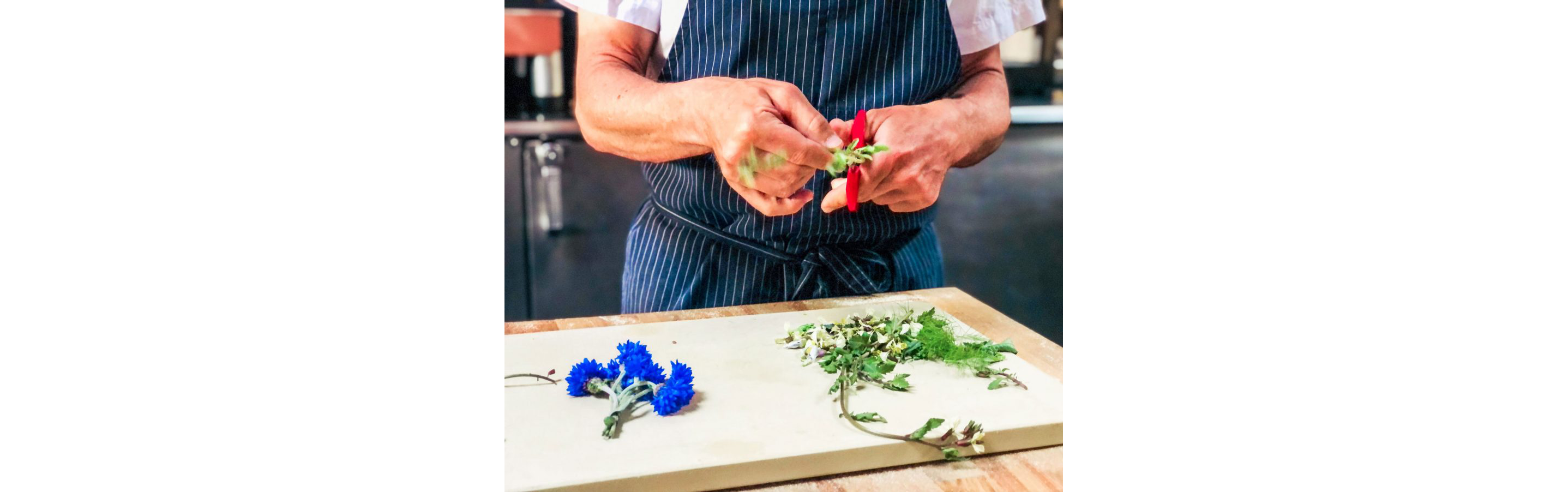 A chef gently trimming the flowers off of cilantro.