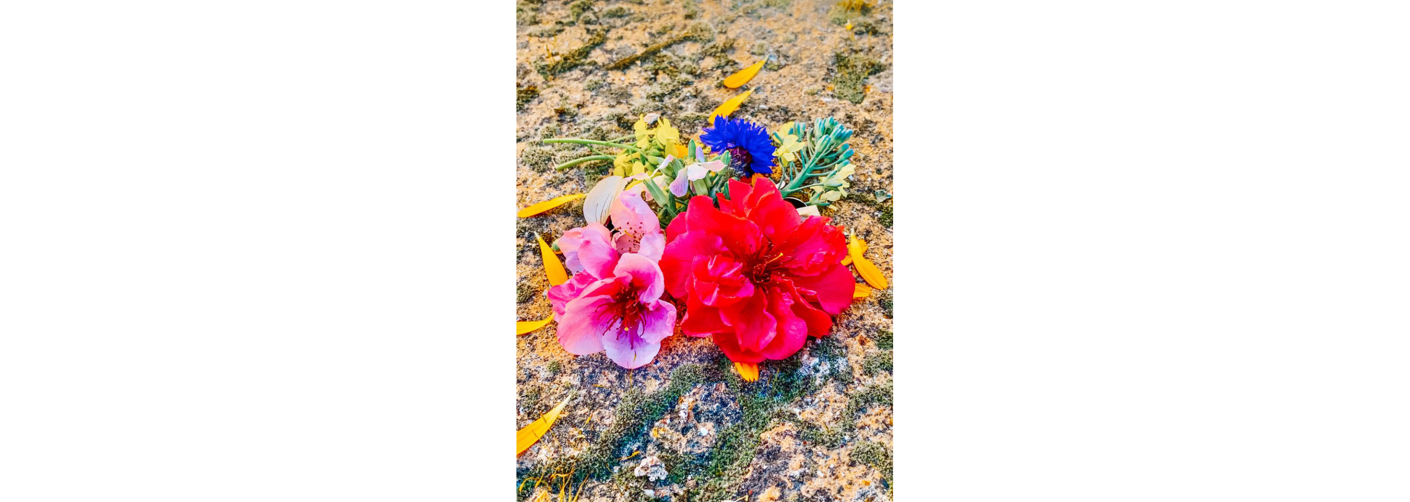 A variety of hand-picked flowers resting on the ground.