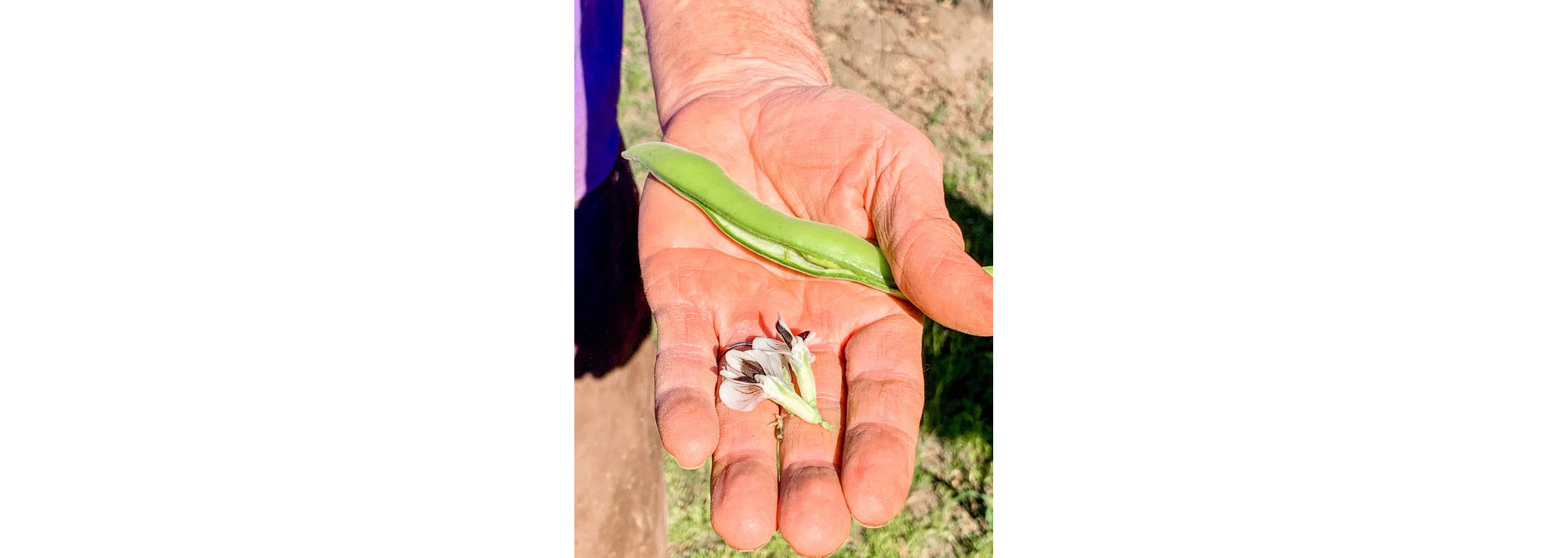 A hand holding an edible flower and string bean.
