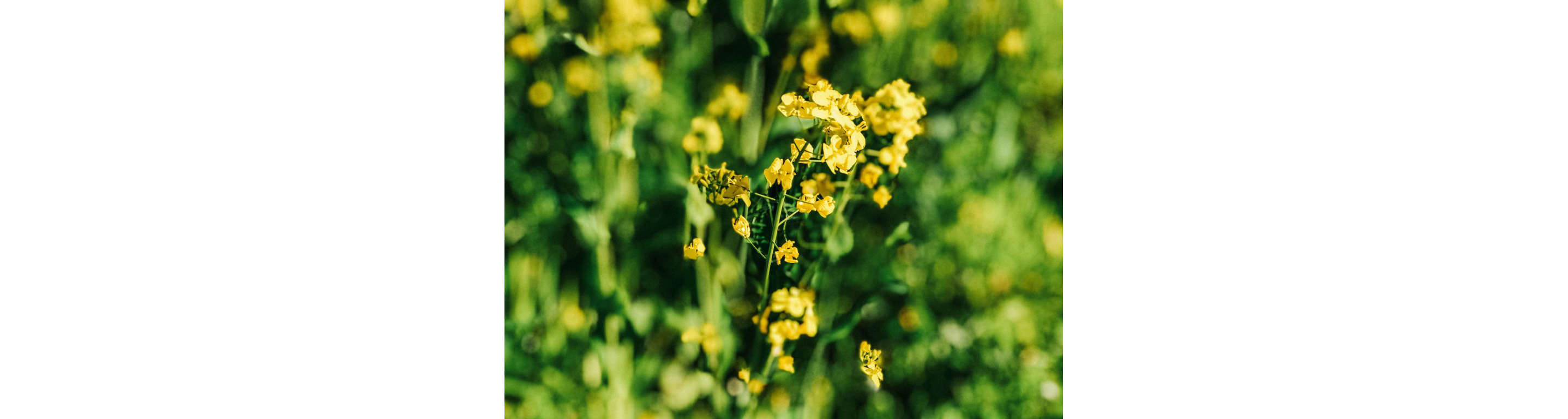 Yellow flowers growing freely in nature.