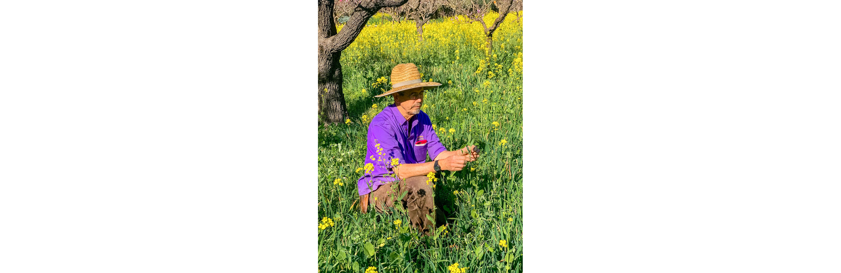 Peter Jacobsen examining flowers in a field.