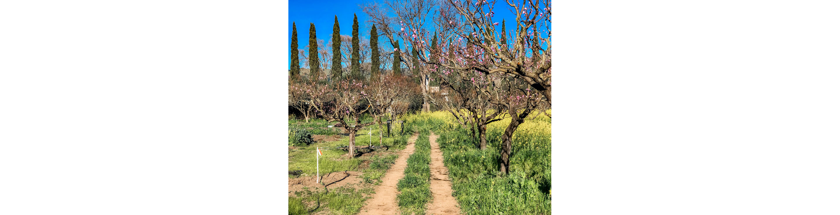Trees growing in Peter Jacobsen's farm.