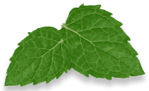 Mint leaves