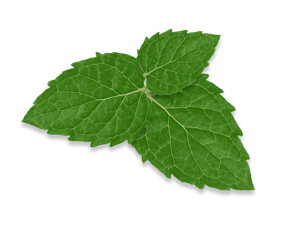 Mint leaves