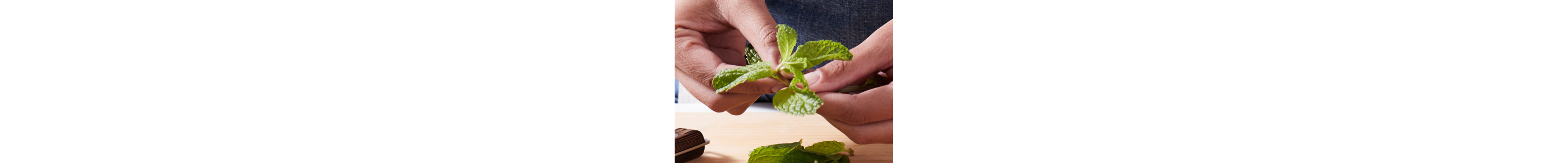 A closeup of a hand pulling fresh mint off the stem. 