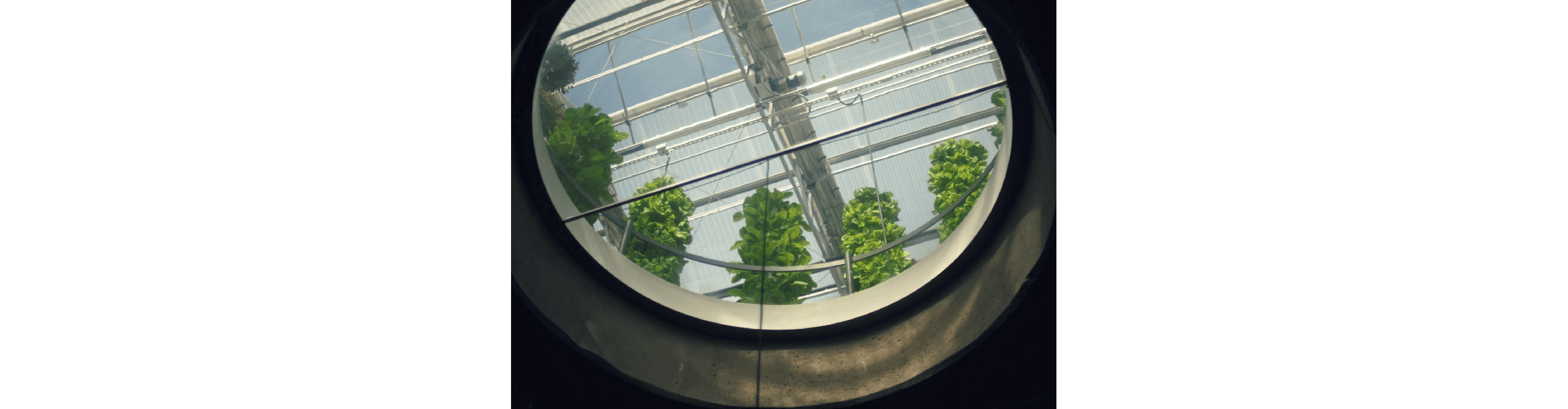 A window leading into the greenhouse of Uchi.