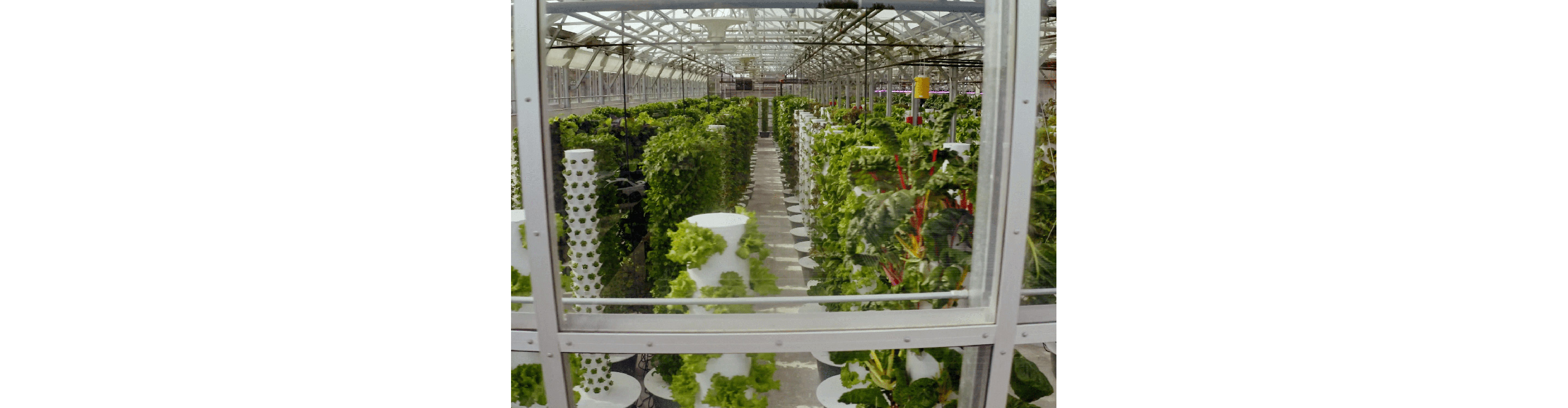 The lush greenhouse of Uchi.