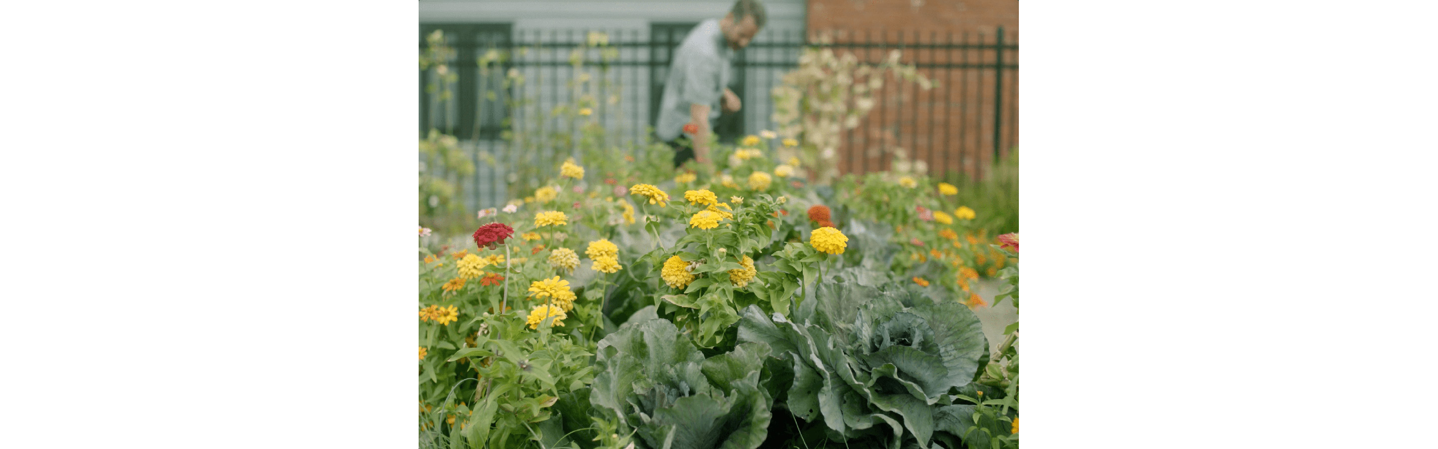 Blooming flowers with Mike Moore in the distant background.