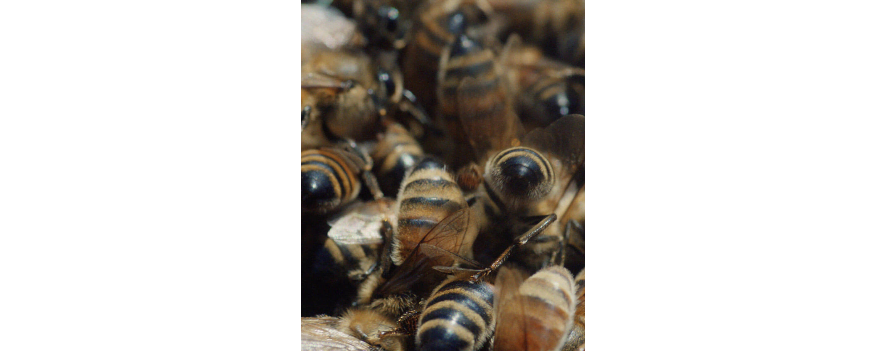 Bees avidly working on their hive.