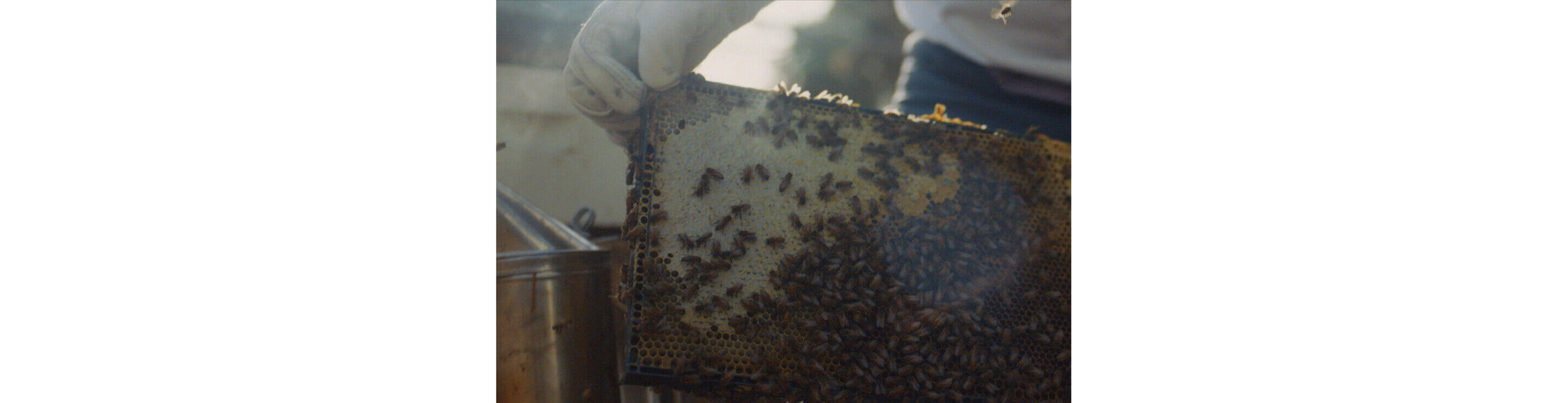 A person gently moving the frame of a running hive of bees.