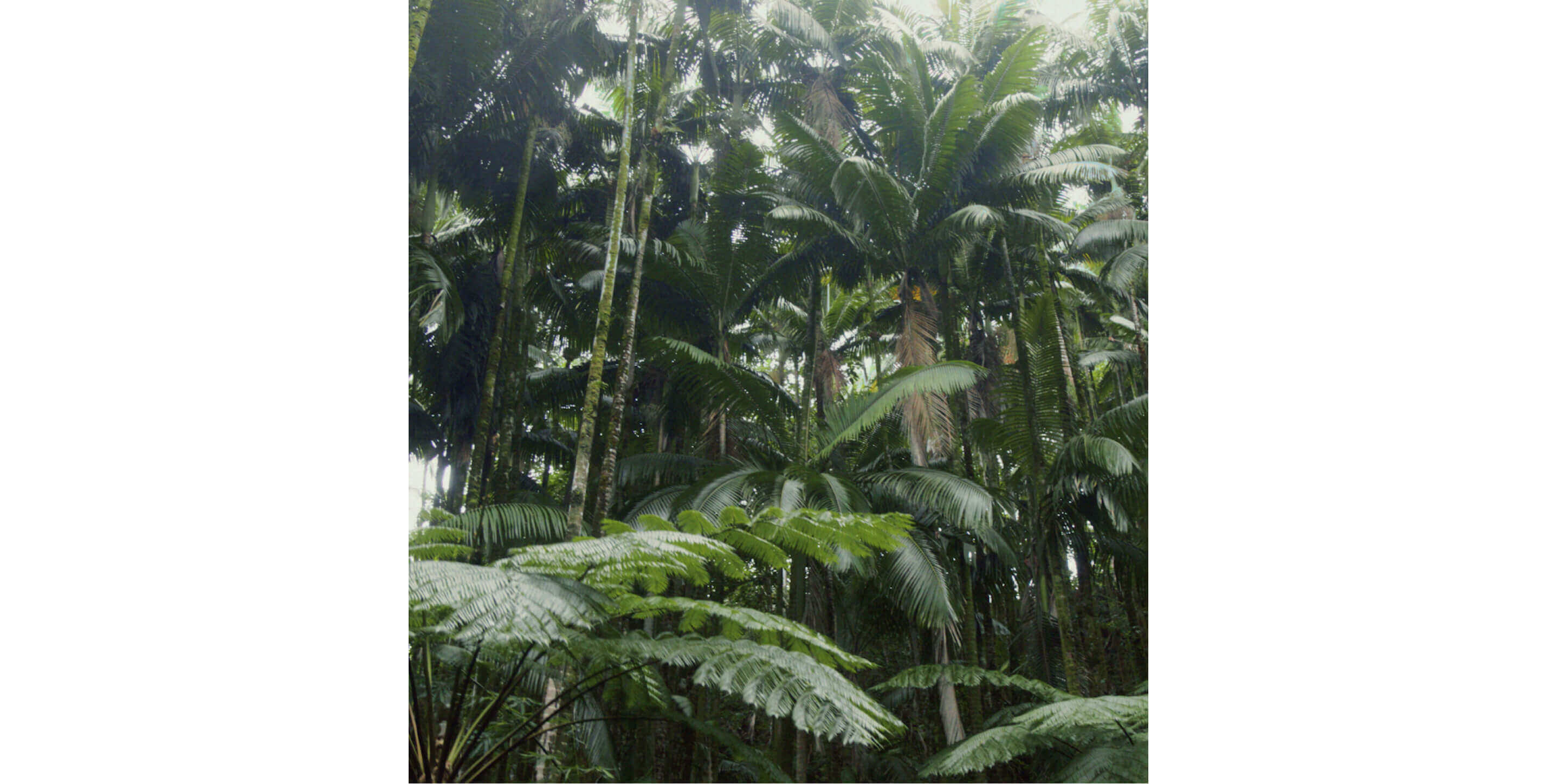 The tall, thriving palm trees of Hawaii.