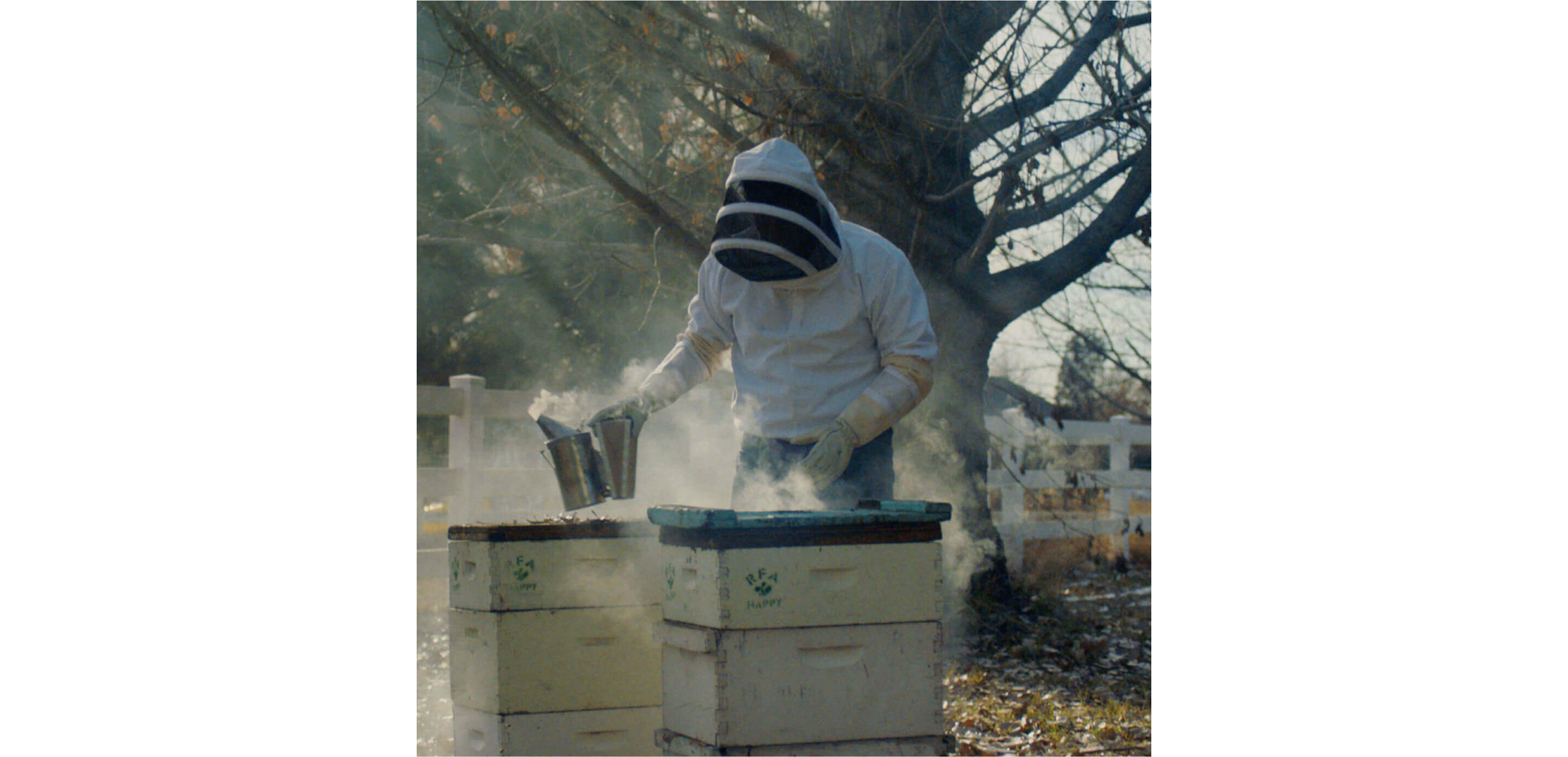 A beekeeper gently smoking out the hives.